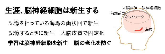 海馬脳細胞新生